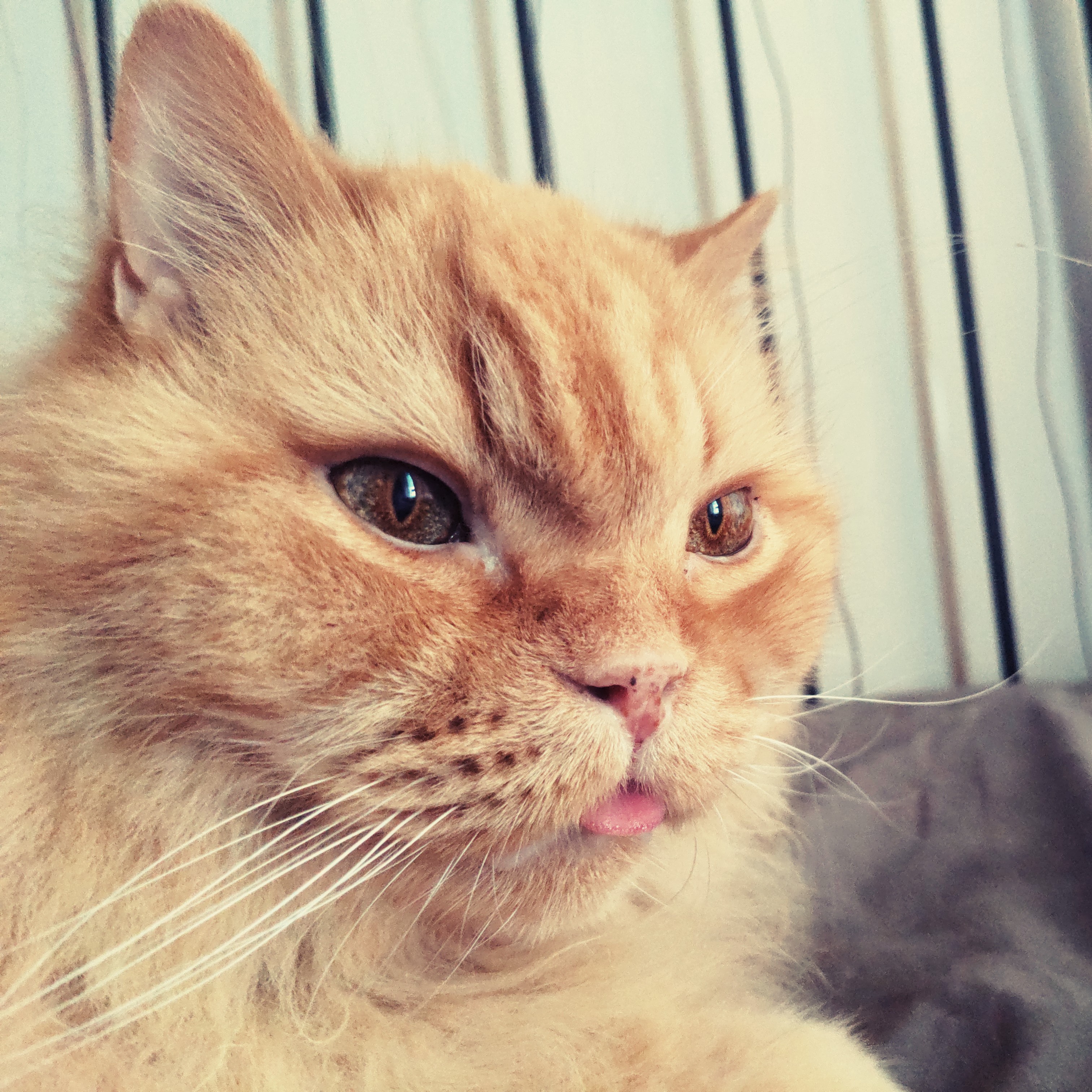 Ich kann ihn so einfach nicht ernst nehmen