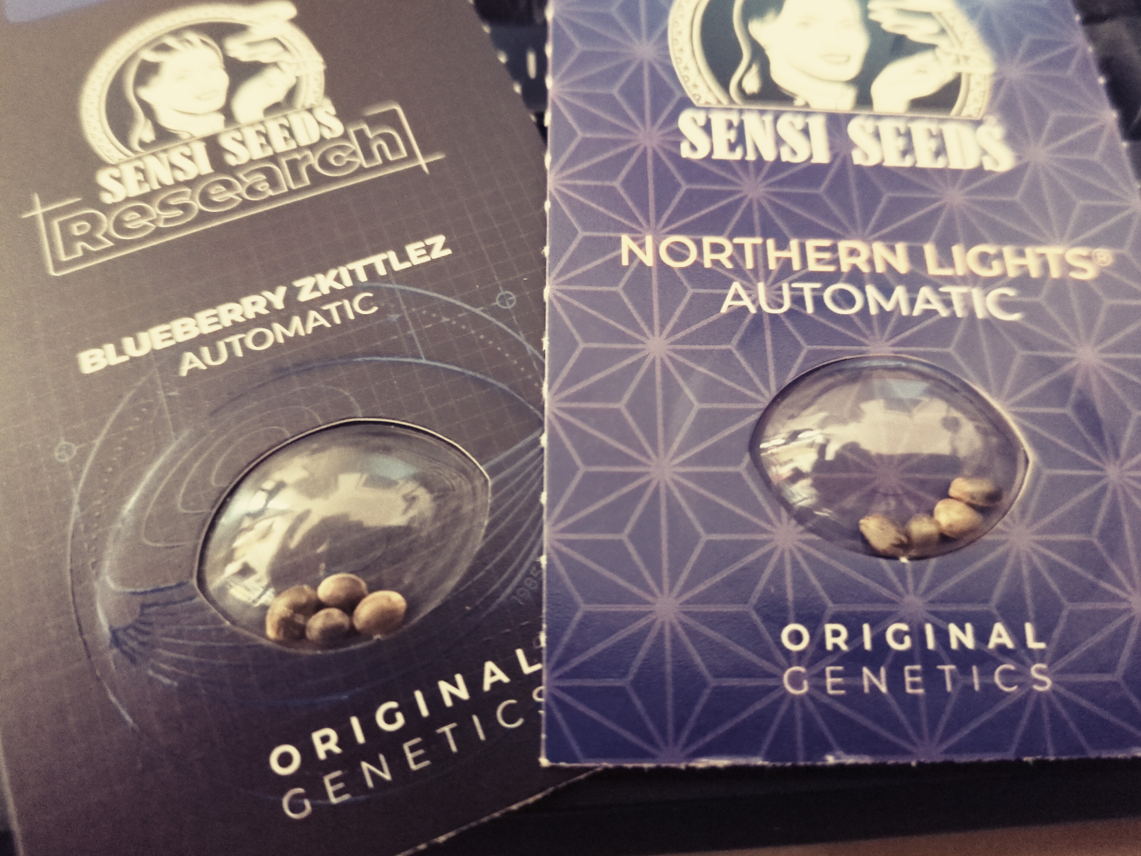 Zwei Sorten Cannabissamen