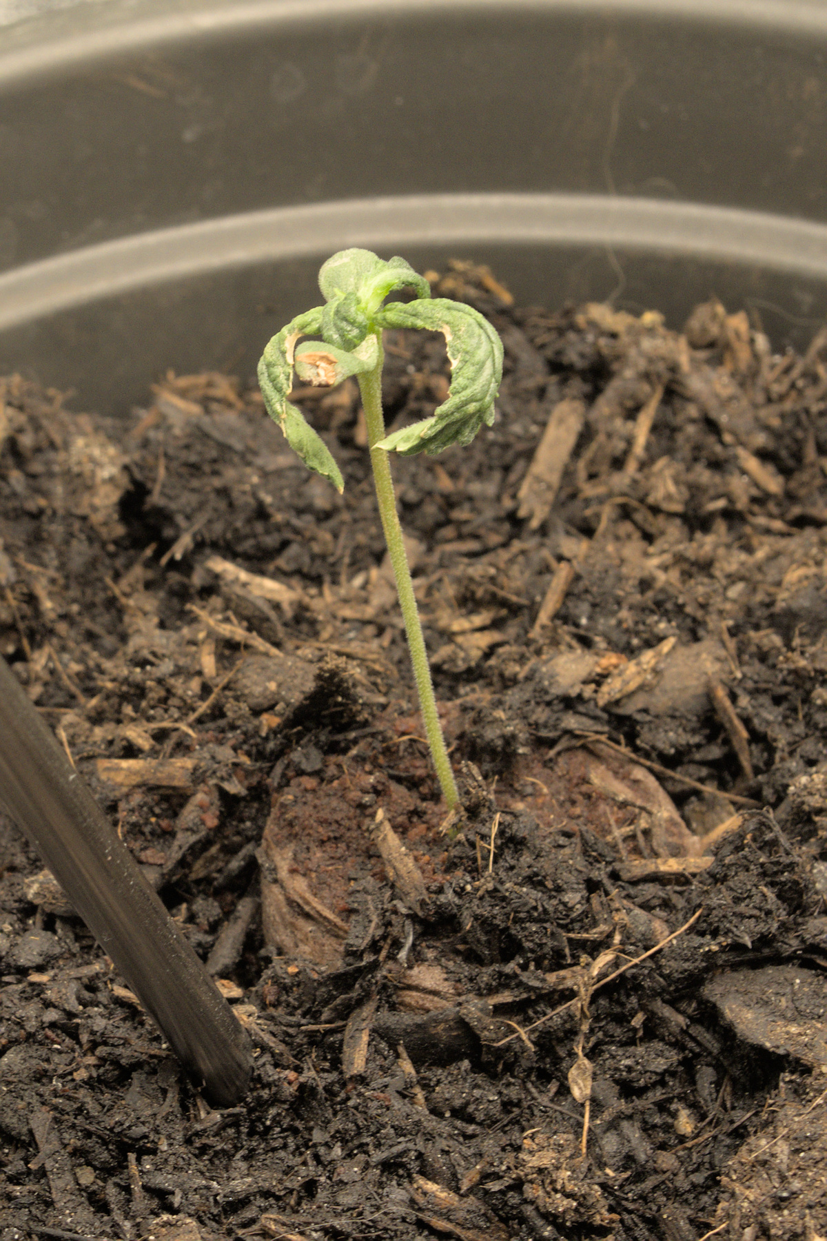 Das Kummerpflänzchen