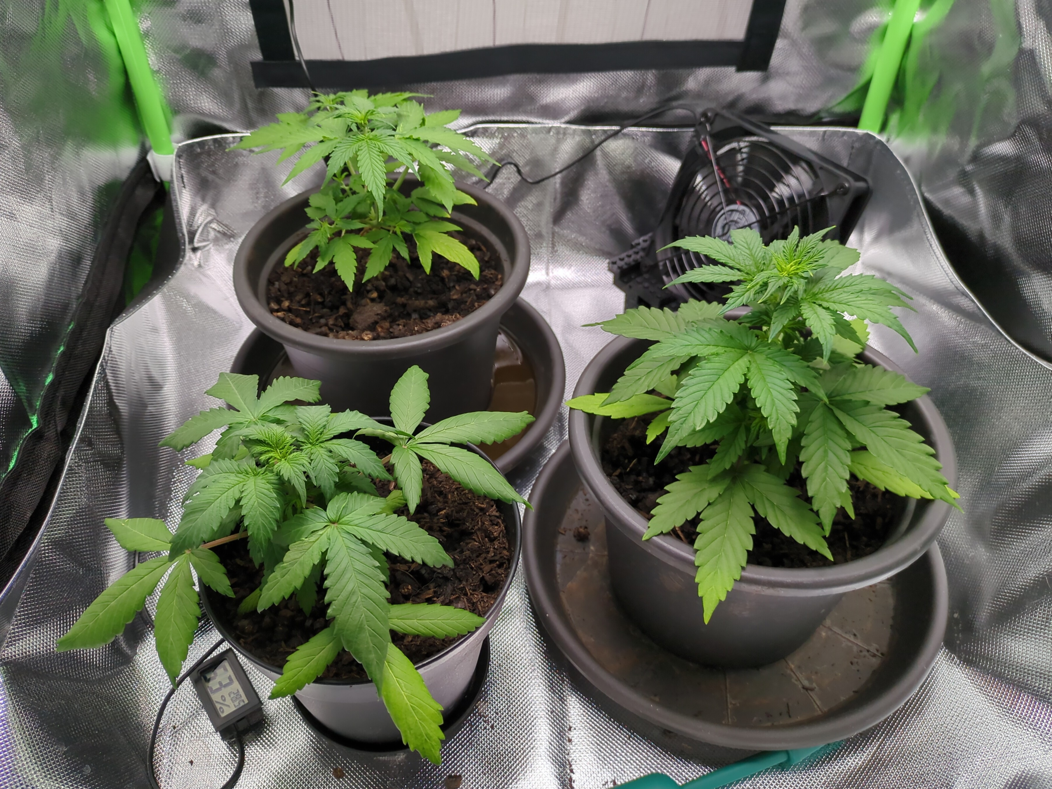 Blick in die Growbox