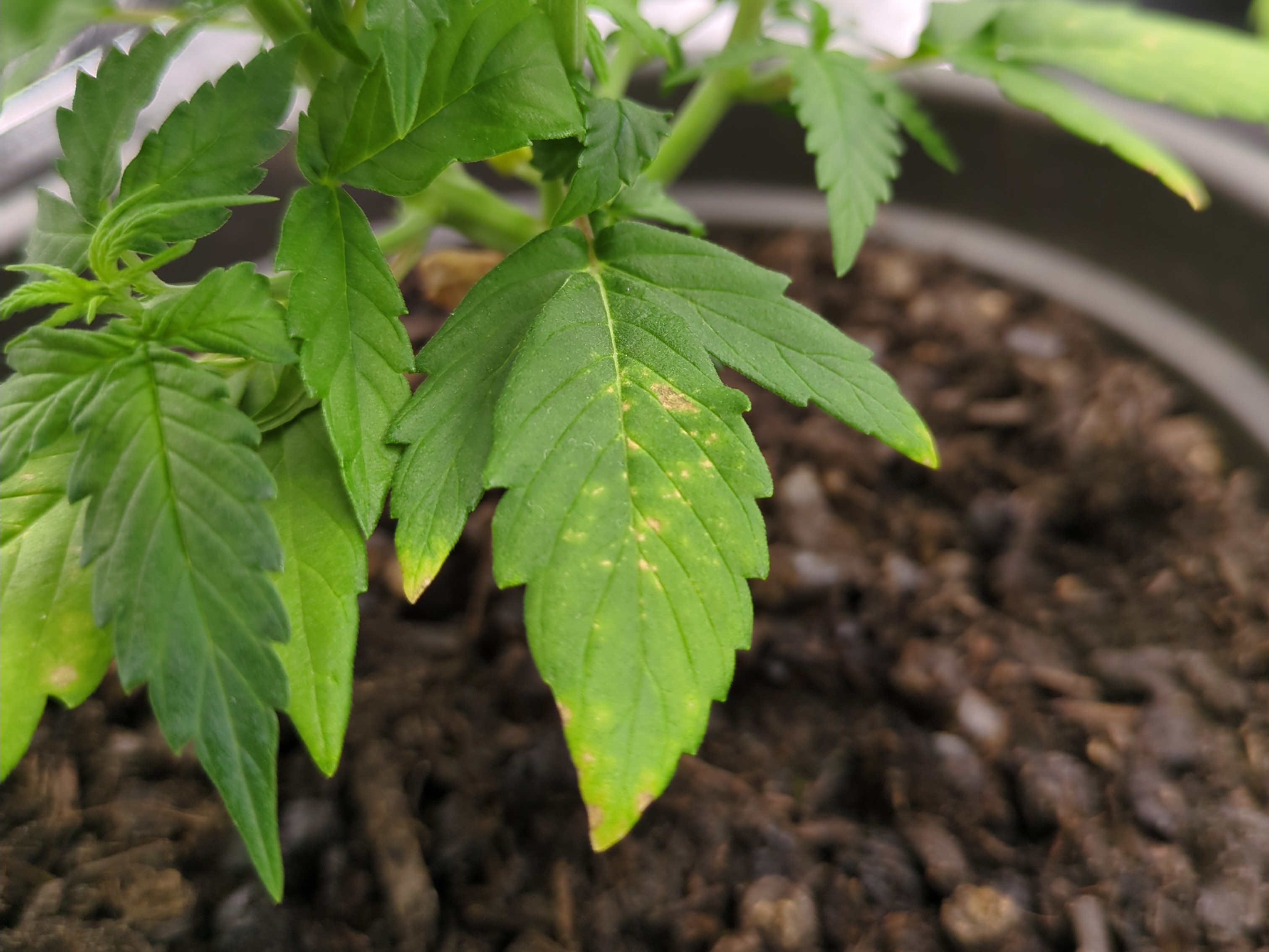 Braune Flecken auf einem Blatt
