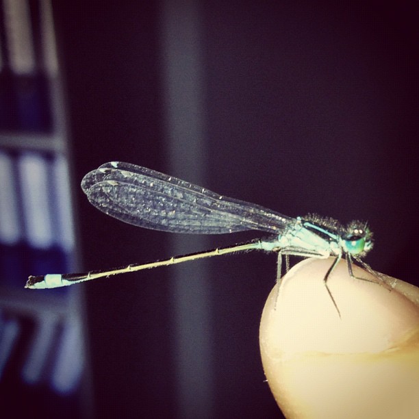 Aus Instagram imporiert