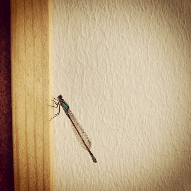 Aus Instagram imporiert