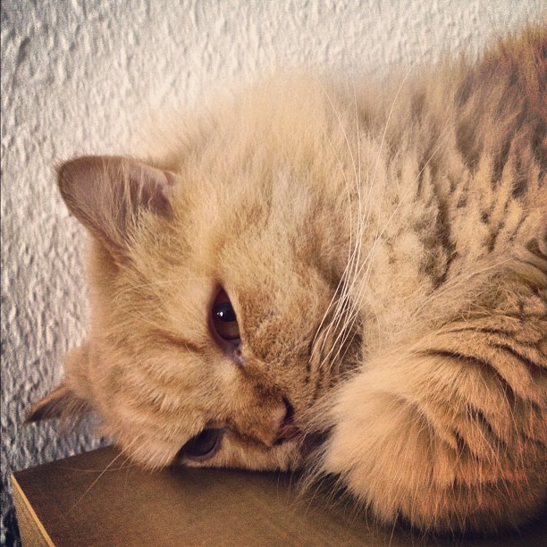 Aus Instagram imporiert