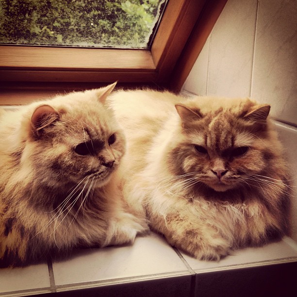 Aus Instagram imporiert