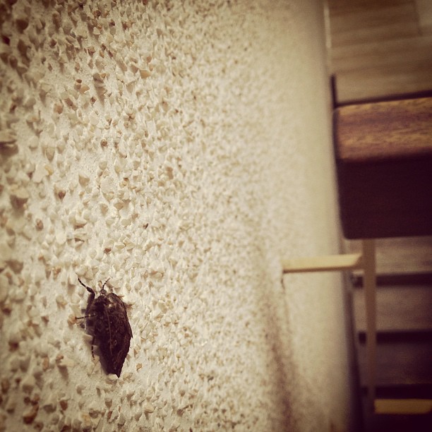 Aus Instagram imporiert