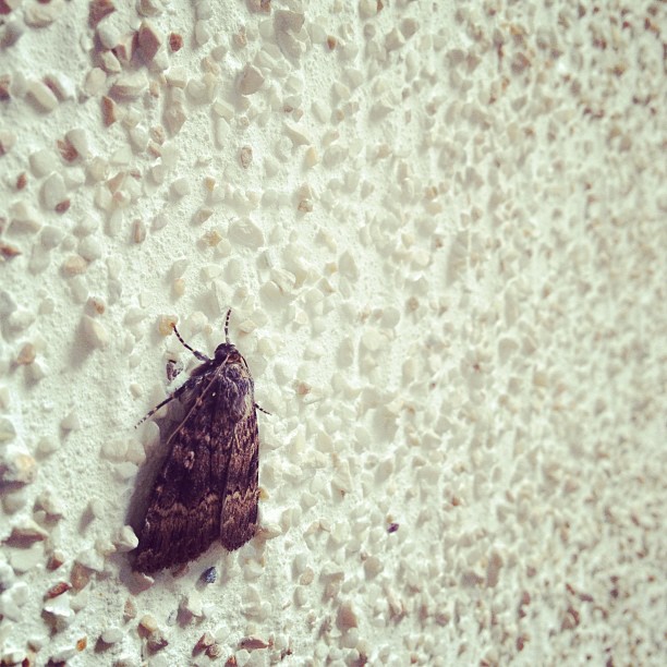 Aus Instagram imporiert