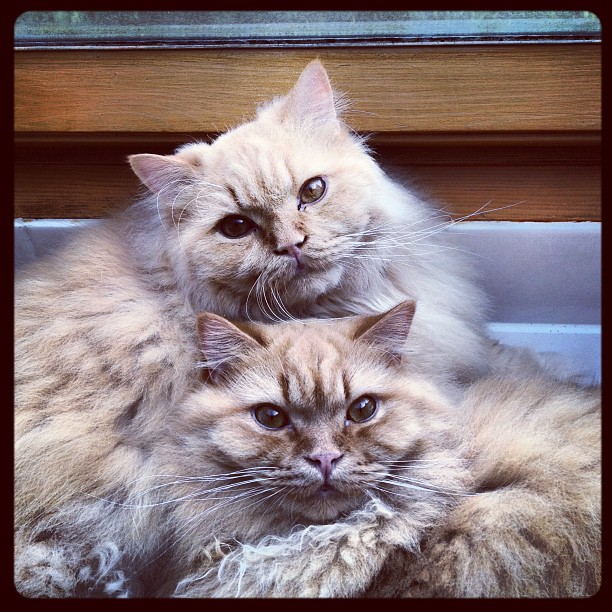 Aus Instagram imporiert