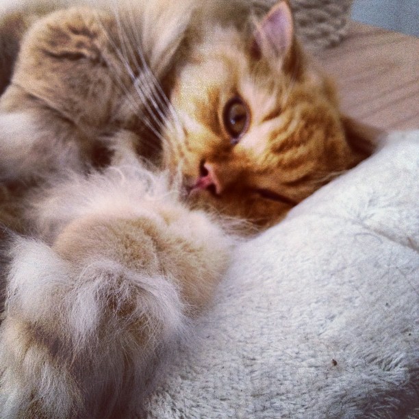 Aus Instagram imporiert