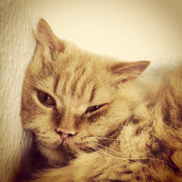 Aus Instagram imporiert