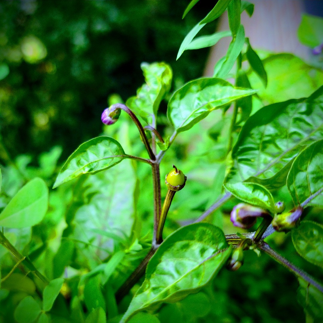 Aus Instagram imporiert