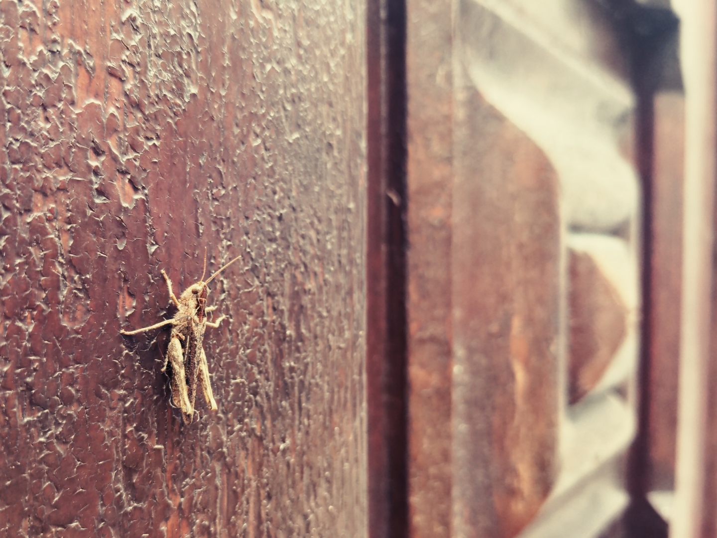 Aus Pixelfed importiert