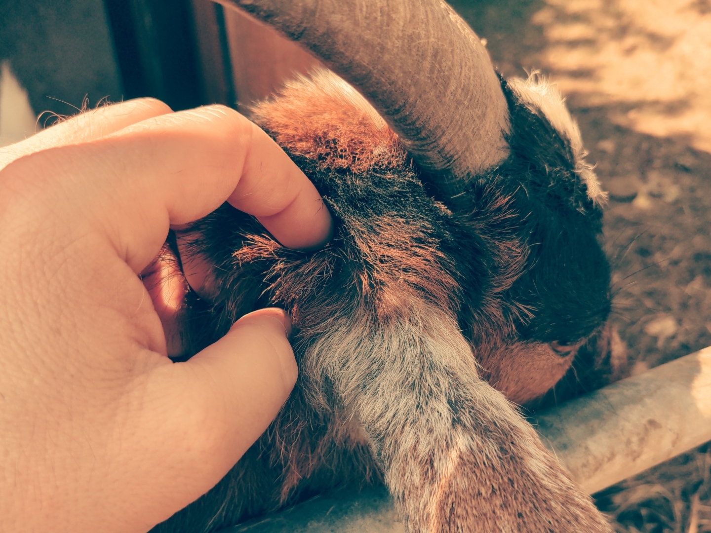 Aus Pixelfed importiert