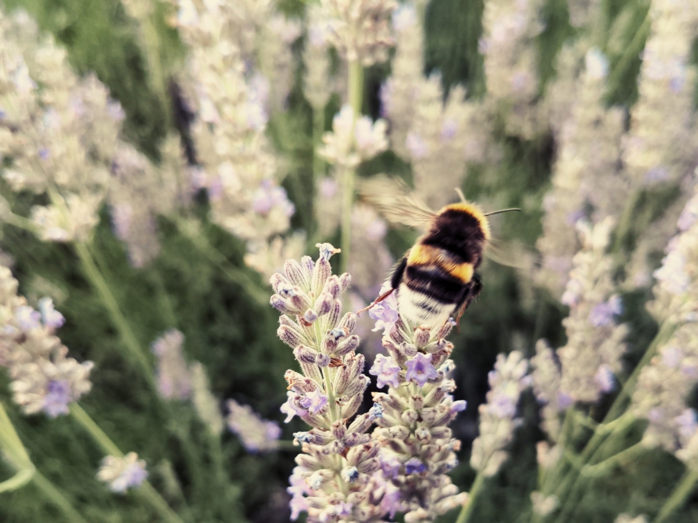 Aus Pixelfed importiert