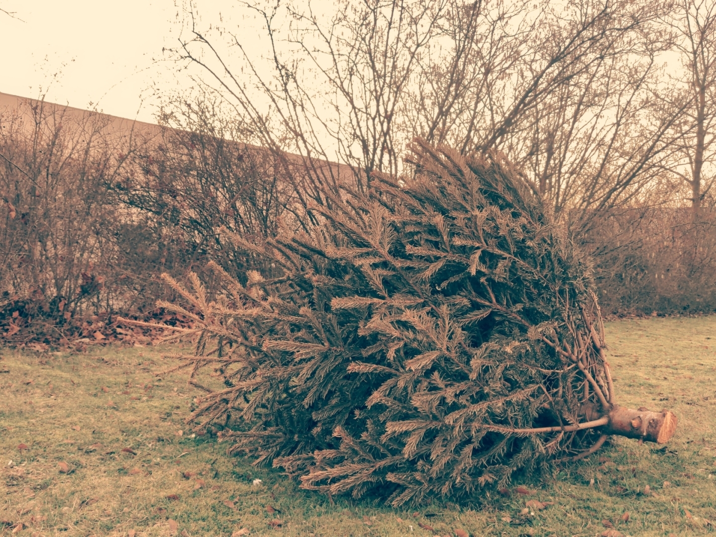 Aus Pixelfed importiert