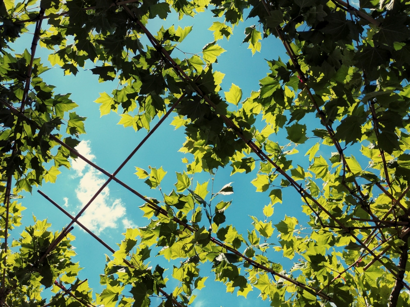 Aus Pixelfed importiert