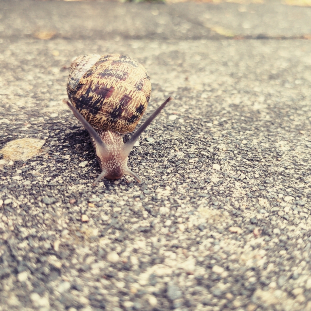 Aus Pixelfed importiert