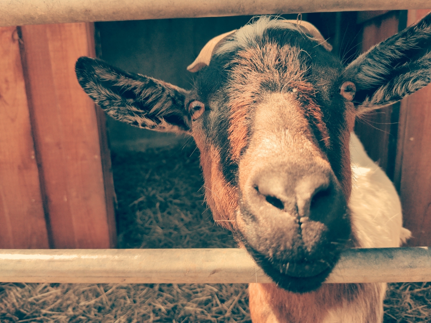 Portrait einer Ziege.