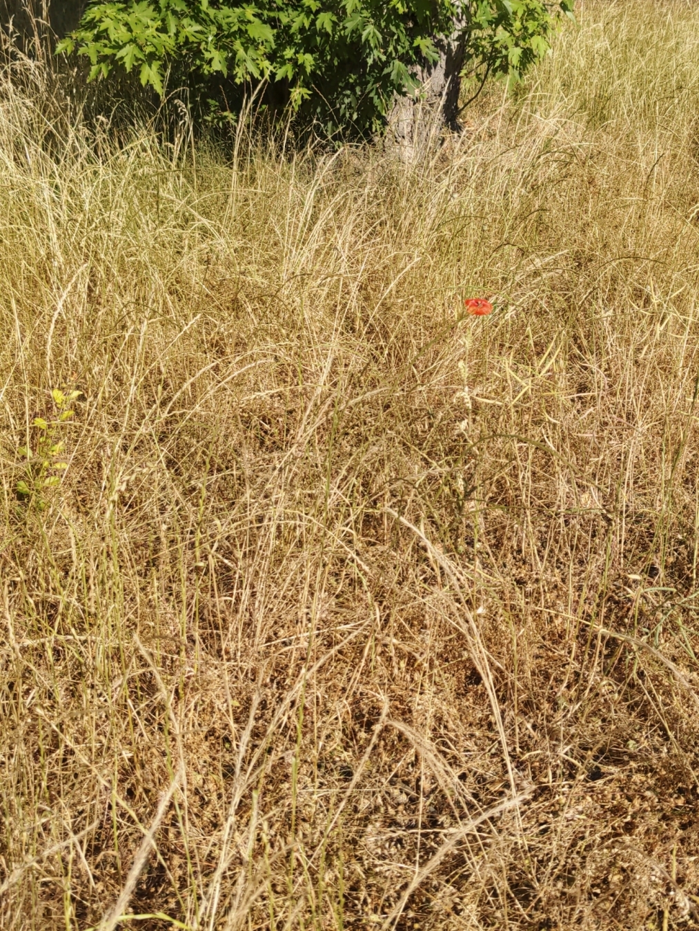 Aus Pixelfed importiert